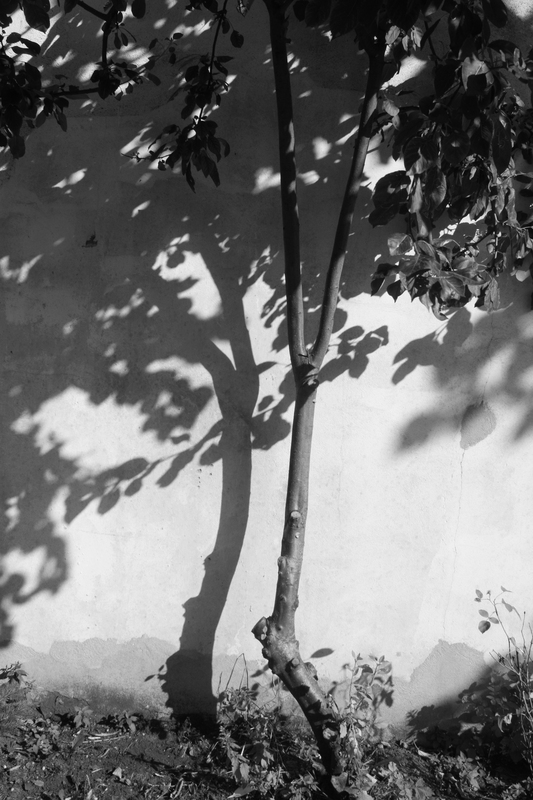 Baum in Black and White