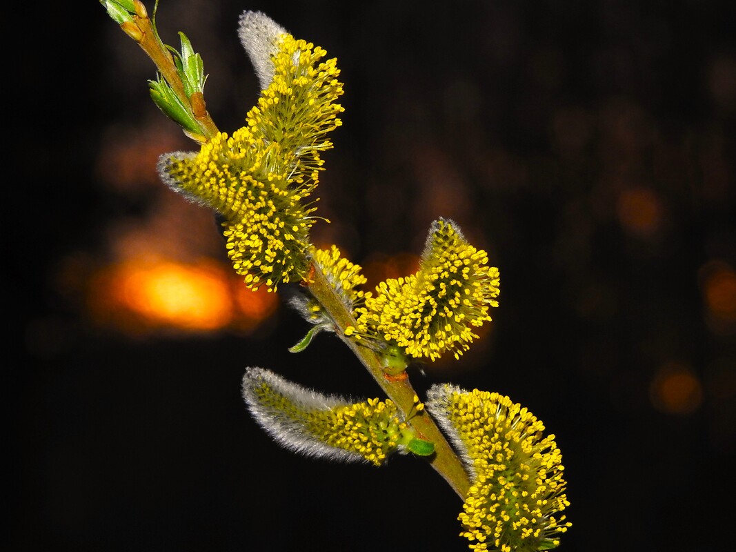 Blickfang des Frühlings