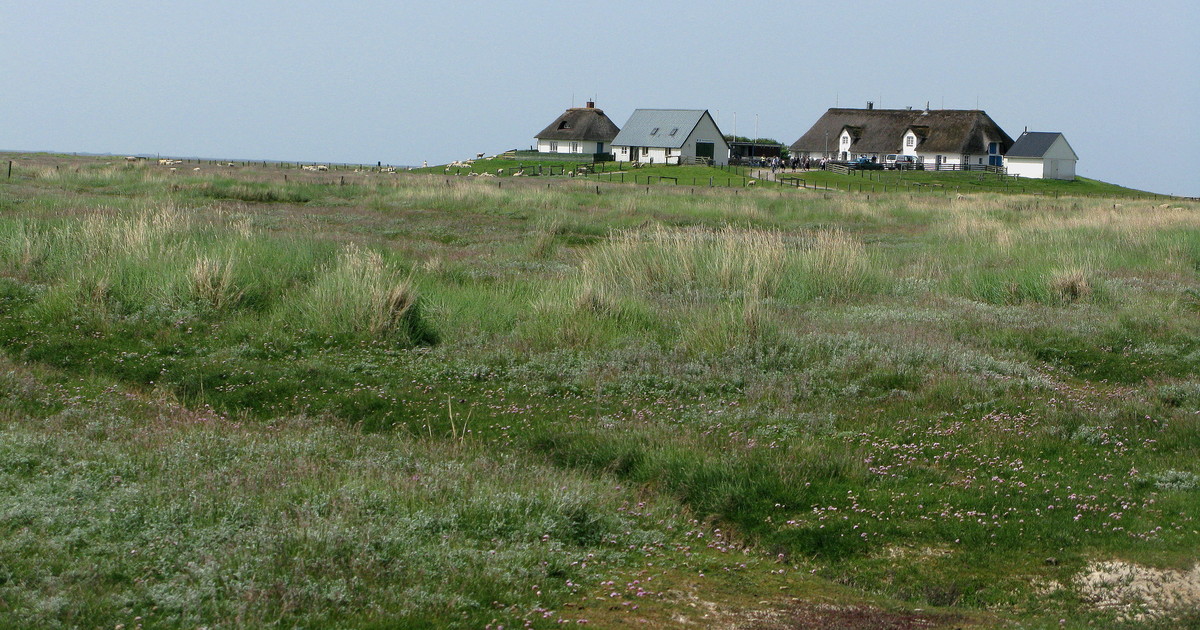 Hamburger Hallig (30. Mai 2008) --- 1. Foto ---