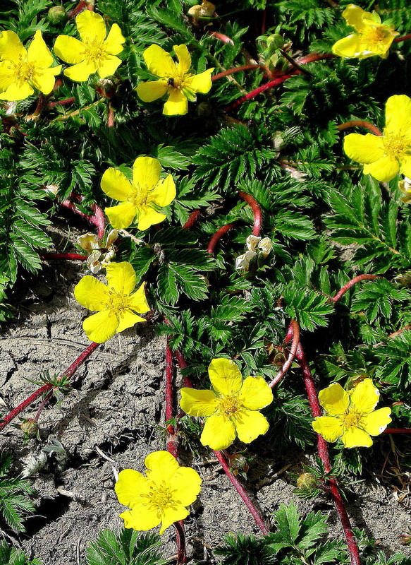 Hamburger Hallig: Gänsefingerkraut = Argentina anserina (30. Mai 2008) ---2. Foto ---