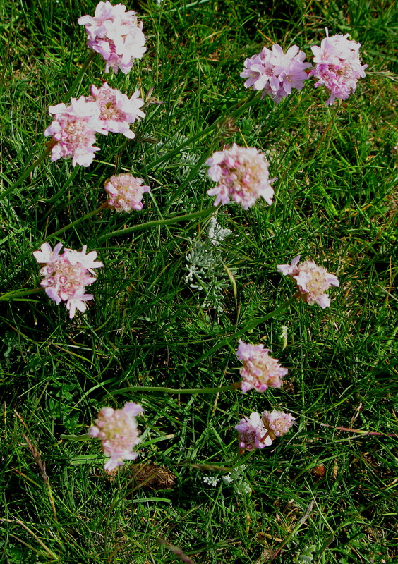 Hamburger Hallig: Strand-Grasnelke = Armeria maritima (30. Mai 2008) 