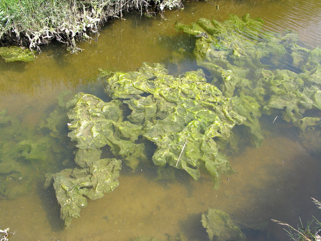 Hamburger Hallig: schwimmender Algenteppich (30. Mai 2008) --- 2. Foto ---