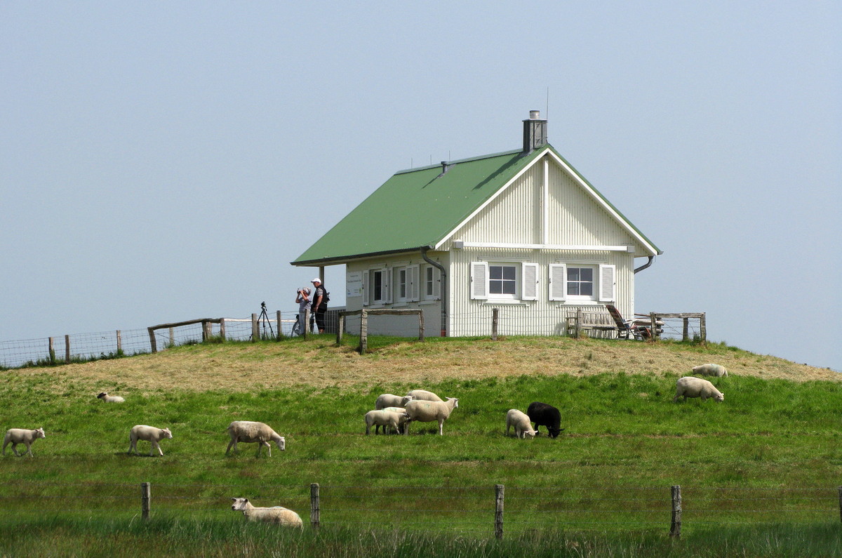 Hamburger Hallig: Nationalpark-Station (30. Mai 2008) --- 2. Foto ---