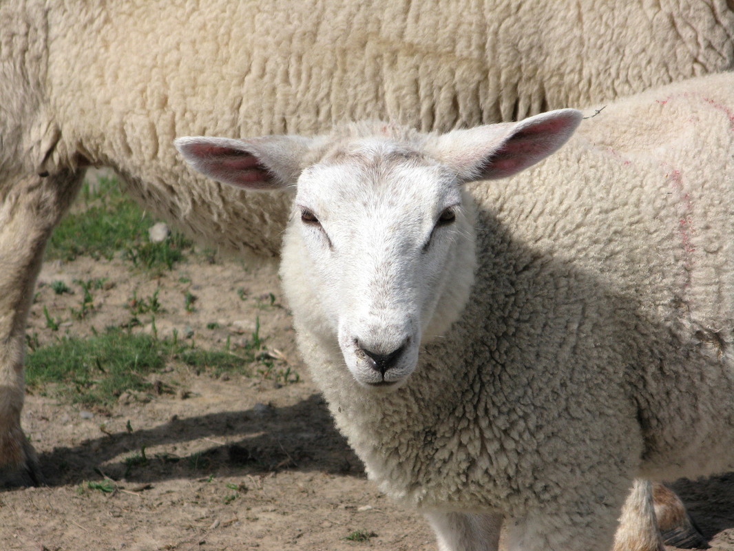 Hamburger Hallig: Zurück zum "Kälberstall" und zum NSG (30. Mai 2008) --- 2. Foto ---