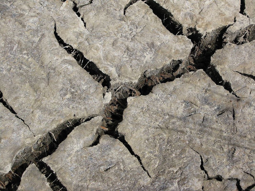 Trockenrisse am Weg zur Hamburger Hallig (2)