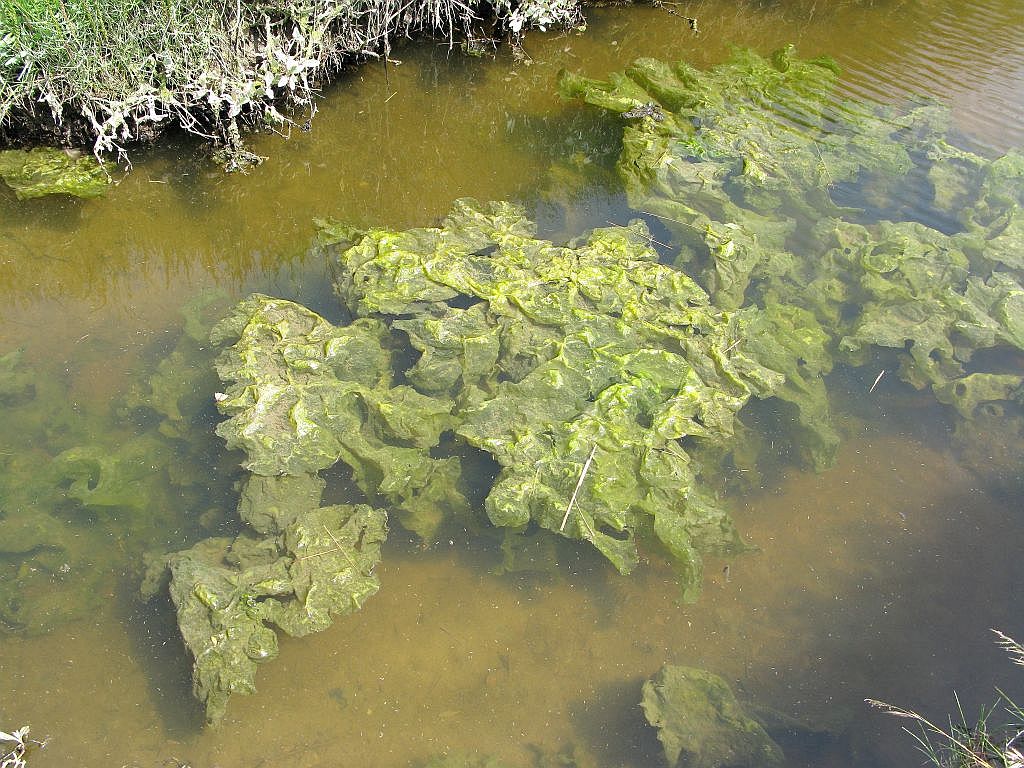 schwimmender Algenteppich (2)
