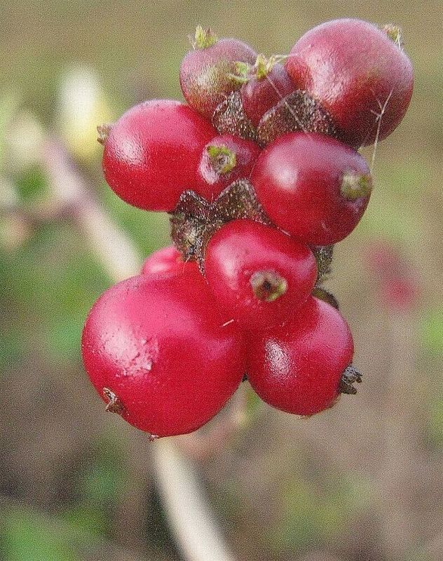 Geißblatt-Früchte in Dünengelände südlich von Hohwacht