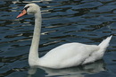 Schwan