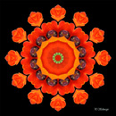 Mandala ''Mohnblume''
