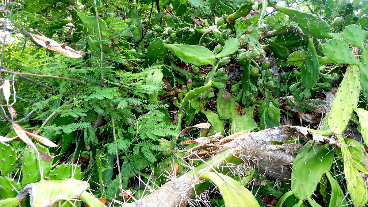 Wo ist die Echse?(Skink)