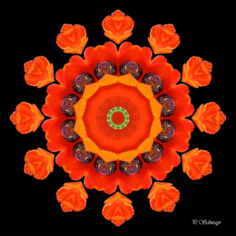 Mandala ''Mohnblume''