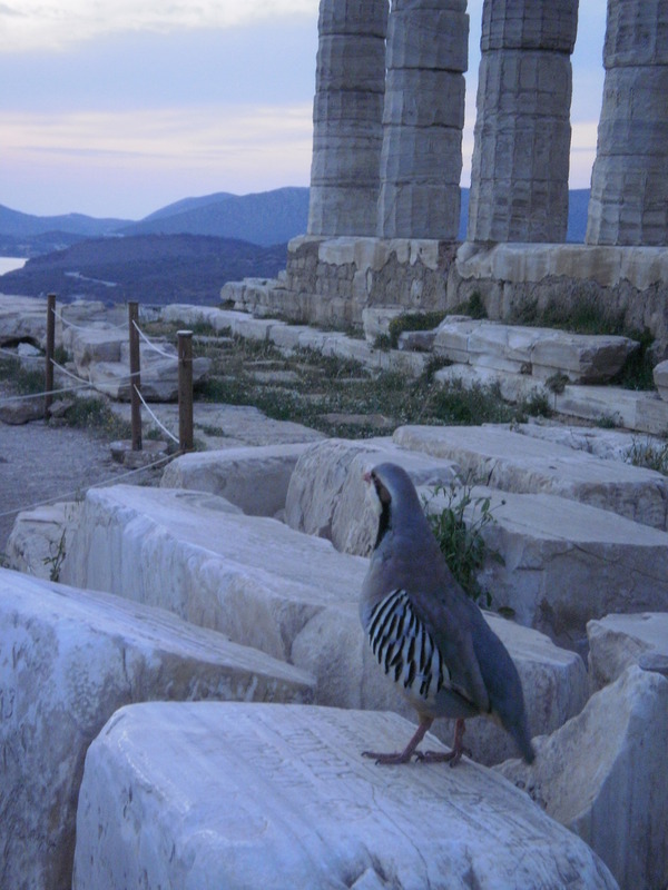Ein Vogel mit Kultur