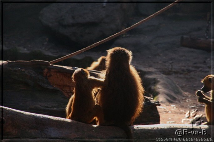 Im nürnberger Tiergarten