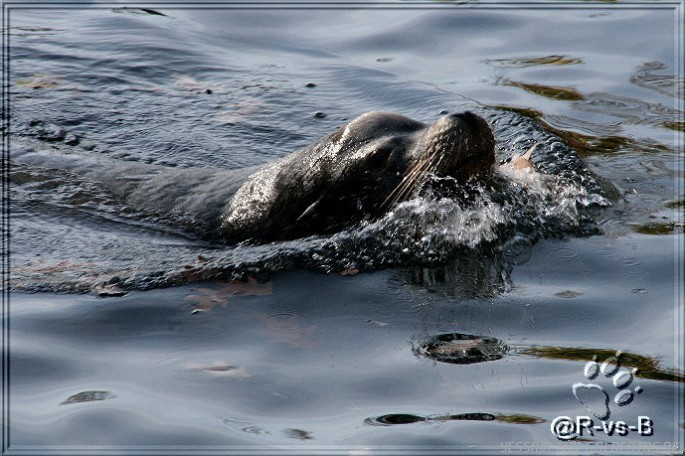 Im nürnberger Tiergarten
