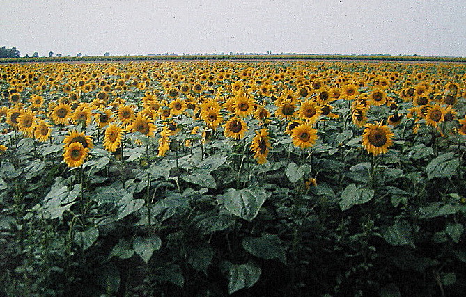 ein Sonnenblumenfeld im Burgenland