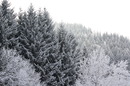 winterwald