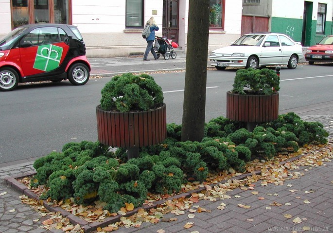 Grünkohlplantage an einer Hauptstraße