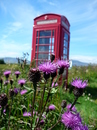 Flower of Scotland01