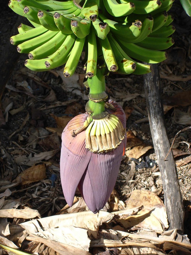 Blüte einer Bananenstaude