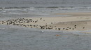 Fotos_Amrum