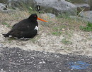 Fotos_Amrum