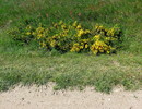 Fotos_Amrum