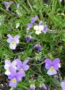 Fotos_Amrum