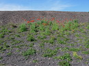 Fotos_Amrum