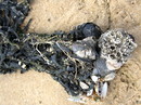 Fotos_Amrum