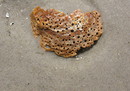 Fotos_Amrum
