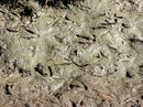 Fotos_Amrum