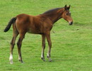 Fotos_Amrum