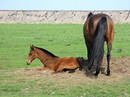 Fotos_Amrum