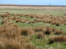 Fotos_Amrum