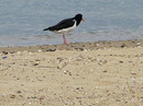 Fotos_Amrum
