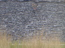 ... auf dem Teerdeich unterwegs ....... (09. Mai 2014/15:45:22 Uhr) ---16. Foto --