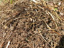 Fotos_Amrum