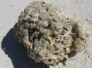 Fotos_Amrum