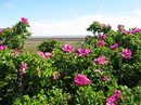 Fotos_Amrum