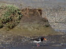 Fotos_Amrum