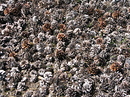 Fotos_Amrum