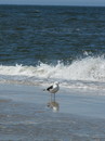 Fotos_Amrum
