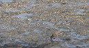 Fotos_Amrum
