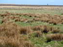 Fotos_Amrum