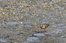 Fotos_Amrum