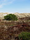 Blick zur Aussichtsdüne bei Norddorf