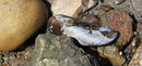 Fotos_Amrum