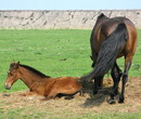 Fotos_Amrum