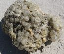 Fotos_Amrum