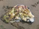 Fotos_Amrum